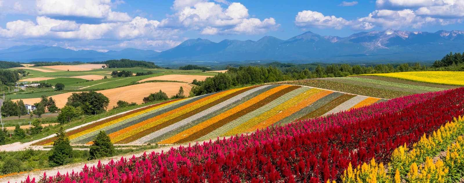 Lavender farm and flower beds in Furano, Hokkaido Japan