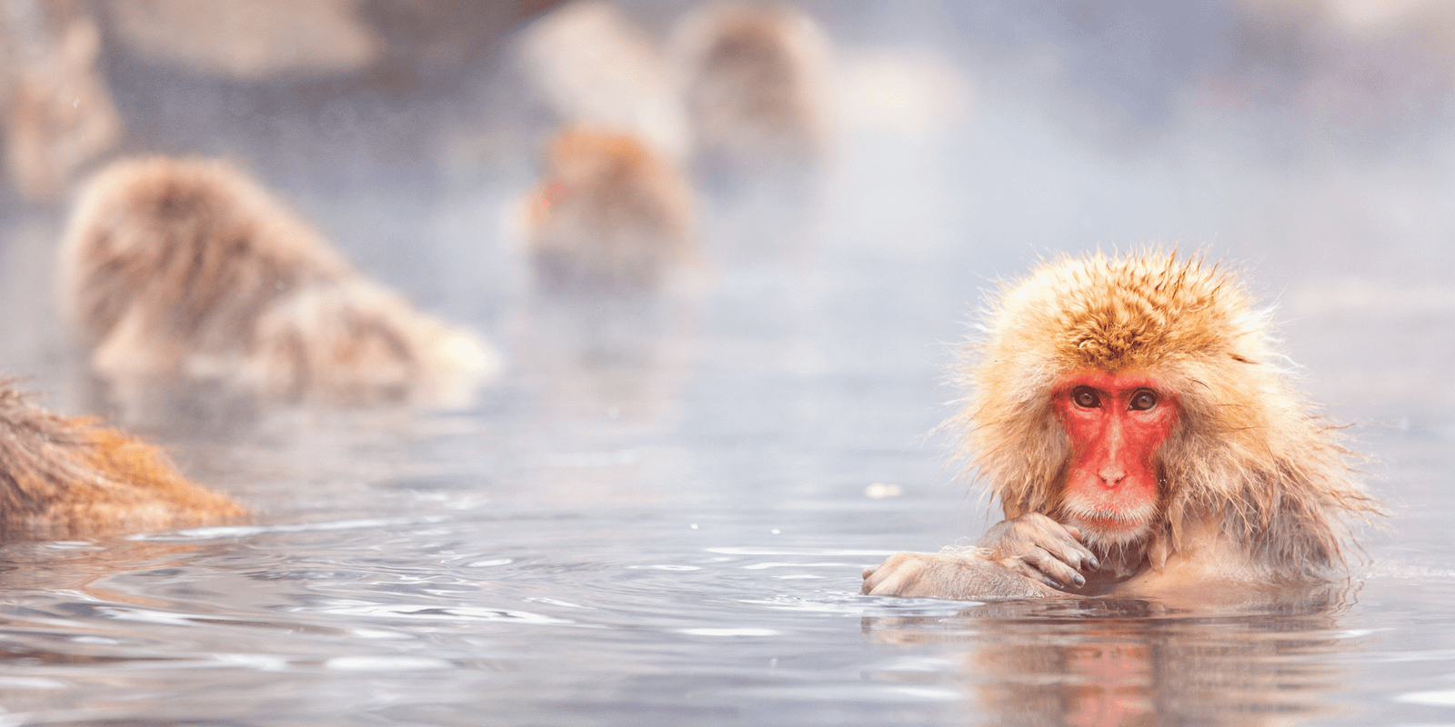 Nagano Monkey park