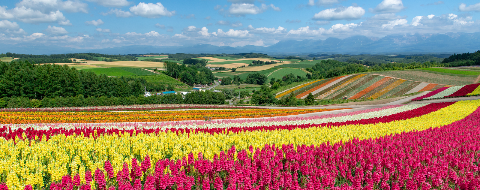 Furano lavender farm and flower beds, Hokkaido, Japan
